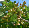 Pistacje prażone Bakalland 200g